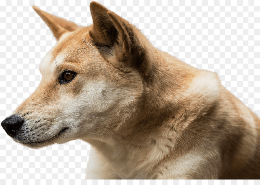 Chien Shiba Inu，Shiba Inu PNG