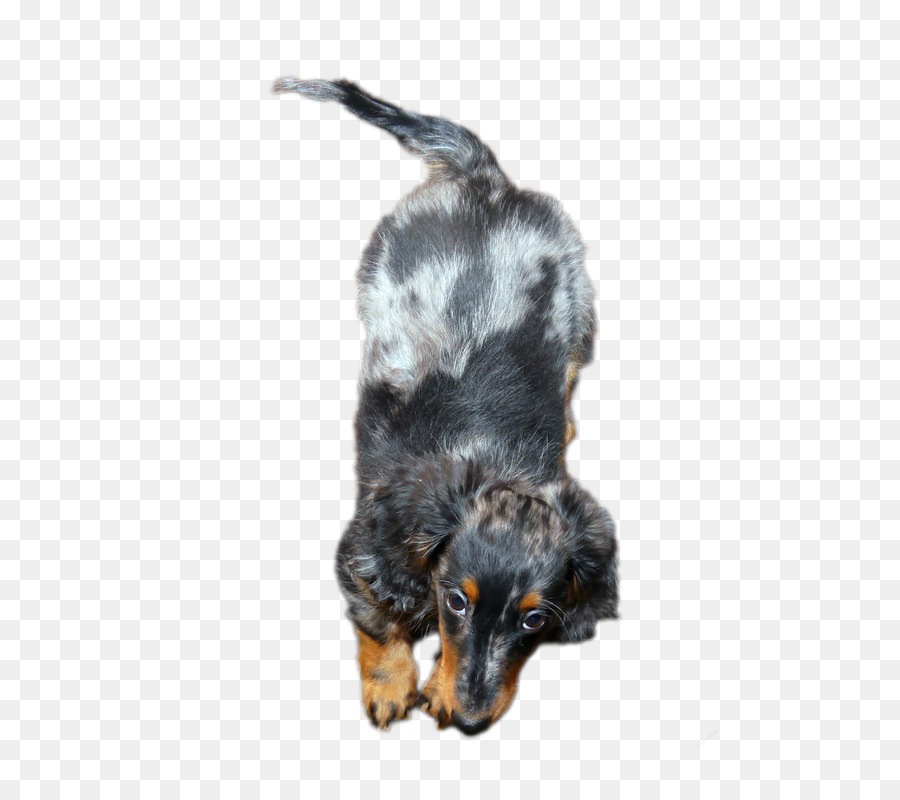 Chiot，Chien PNG