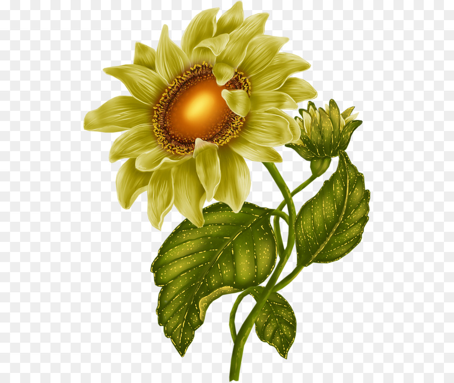 Le Papier Peint Du Bureau，Commune De Tournesol PNG