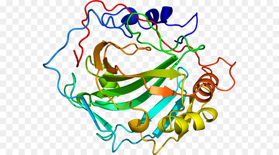 Structure Des Protéines，Biologie PNG