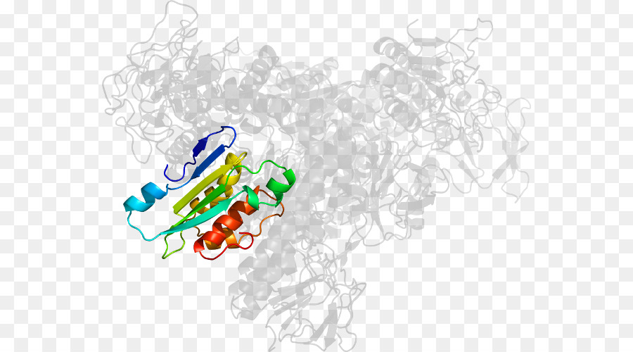 Structure Des Protéines，Molécule PNG