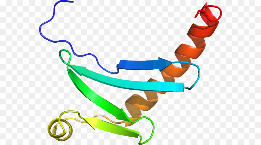 Structure Des Protéines，Molécule PNG