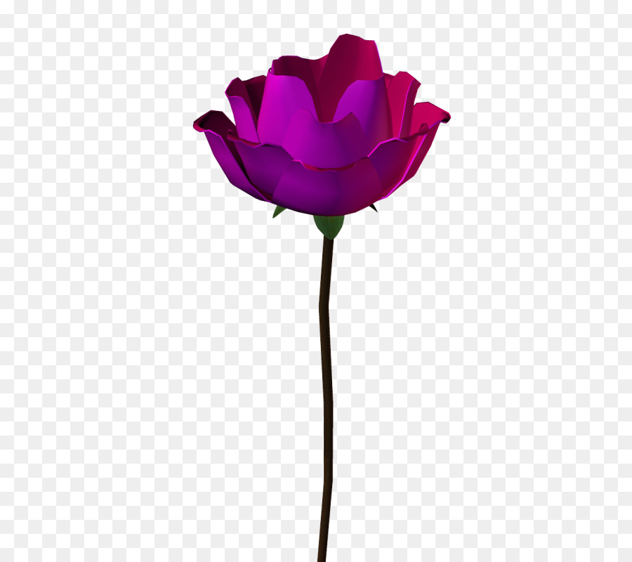 Rose，Floraison PNG