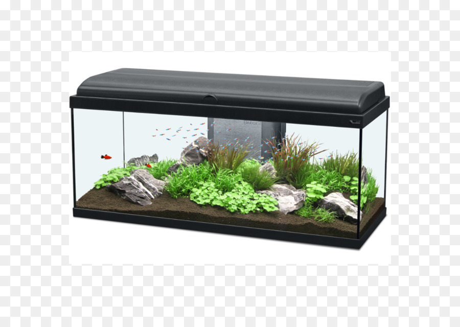 Aquarium，Poisson PNG