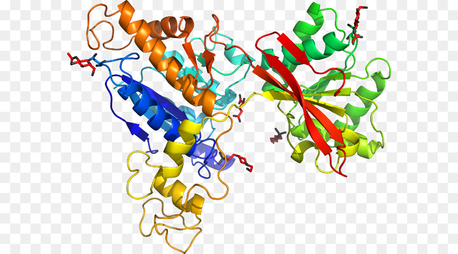 Les Récepteurs De Glutamate，Récepteur Métabotropique Du Glutamate 7 PNG