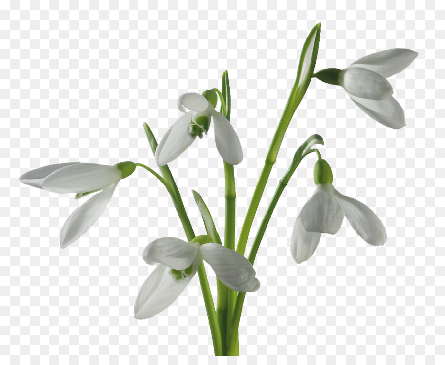 Fleurs Blanches，Tige Verte PNG