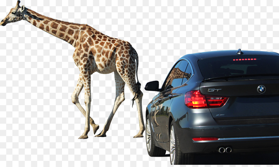 Girafe，La Porte De La Voiture PNG