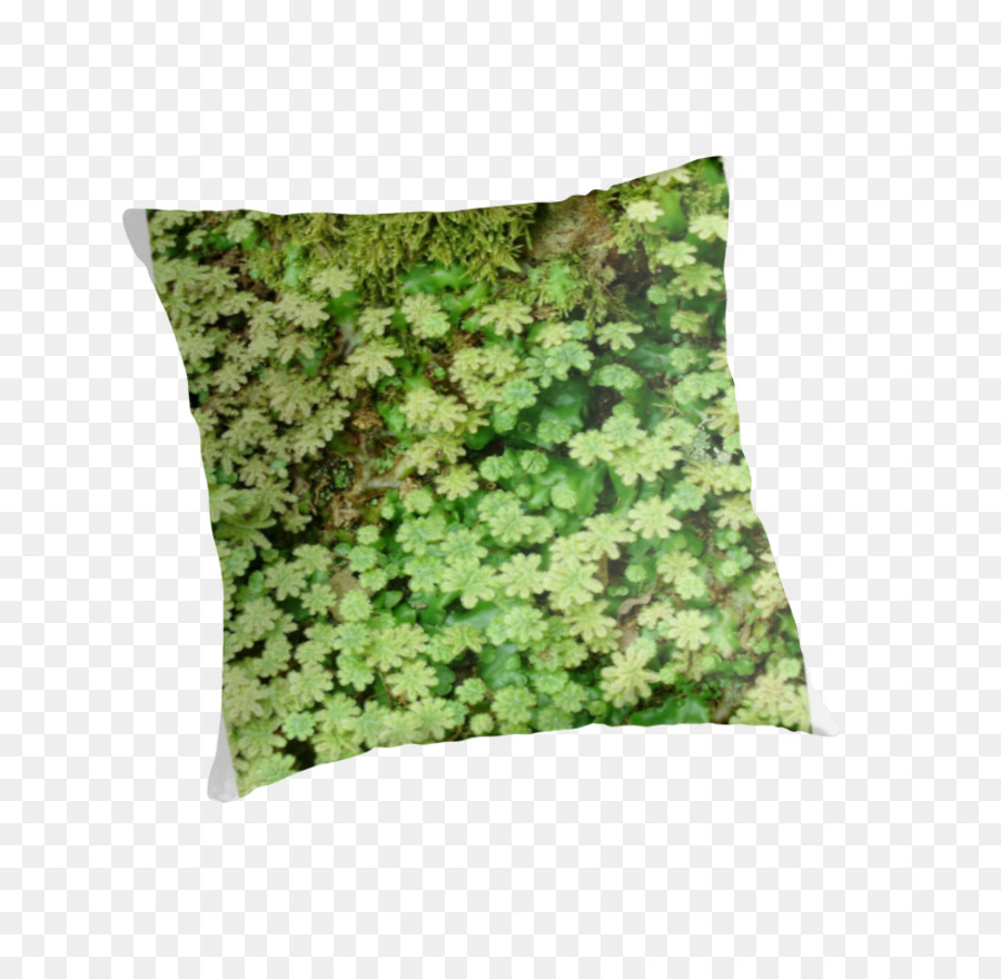 Les Coussins，Coussin PNG