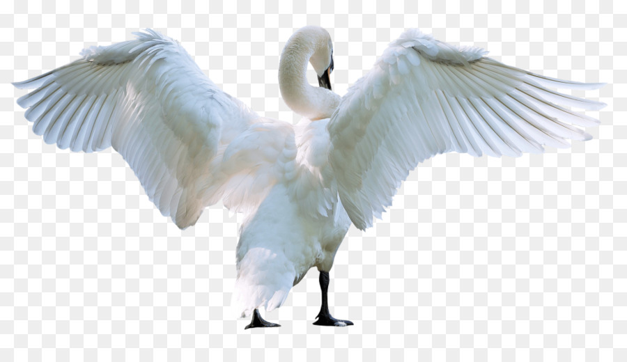 Cygne，Blanc PNG