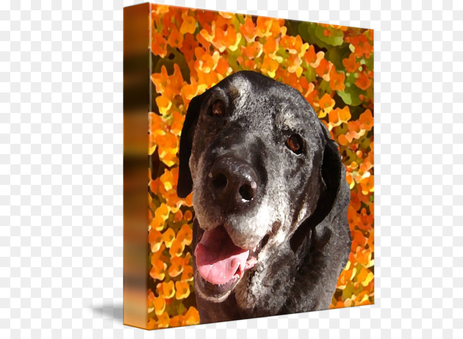 Labrador Retriever，Troupeau PNG