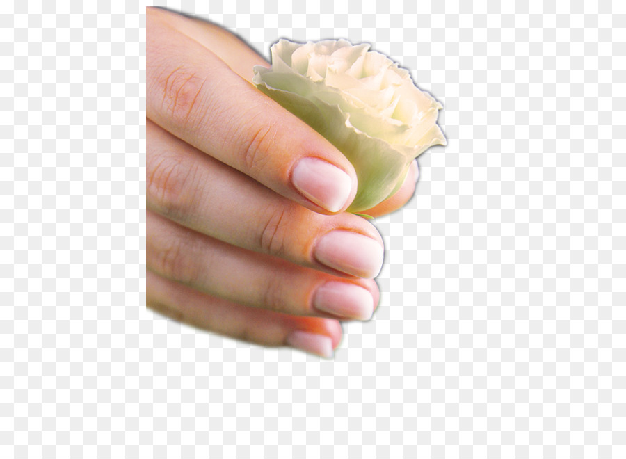 Des Ongles，Modèle De La Main PNG