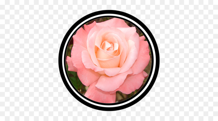 Les Roses De Jardin，Rose PNG