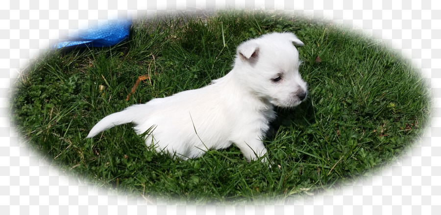 Chiot Blanc，Chiot PNG