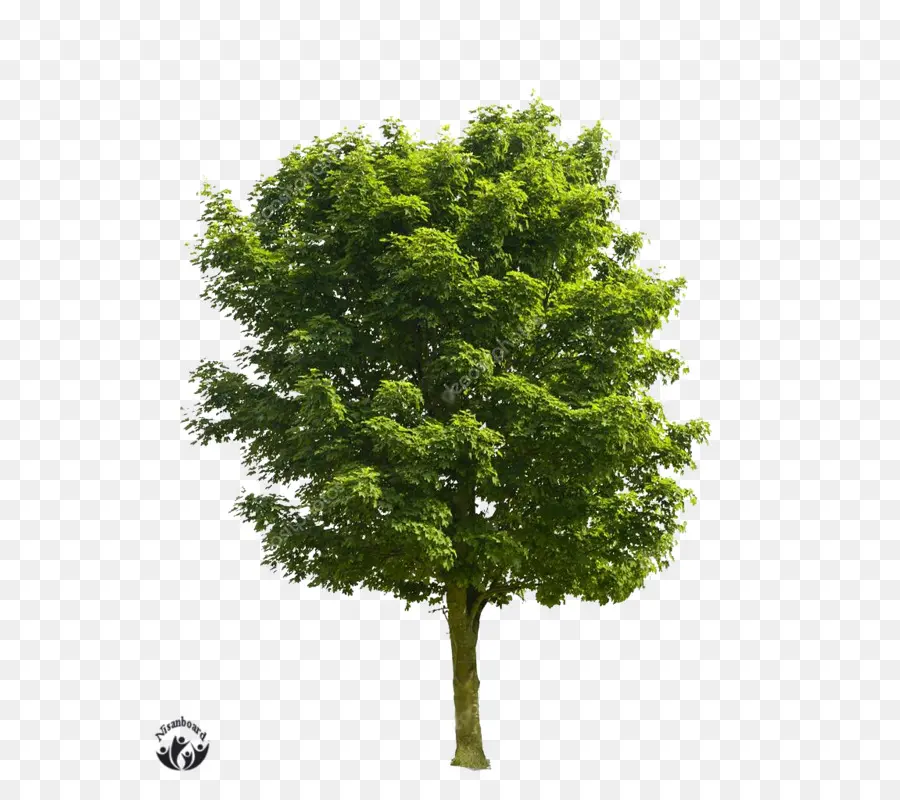 Arbre Vert，Feuilles PNG