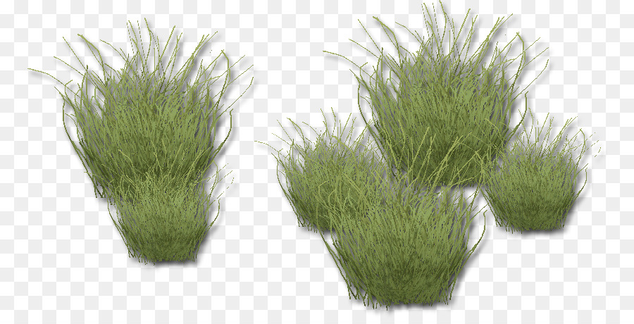 Agropyre，Herbe PNG