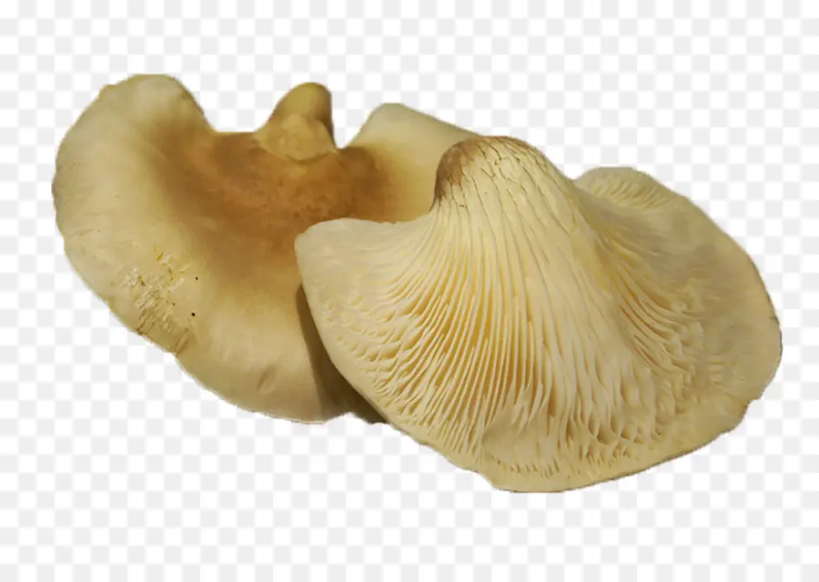 Pleurotes，Comestible PNG