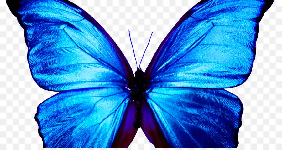 Papillon Bleu，Ailes PNG