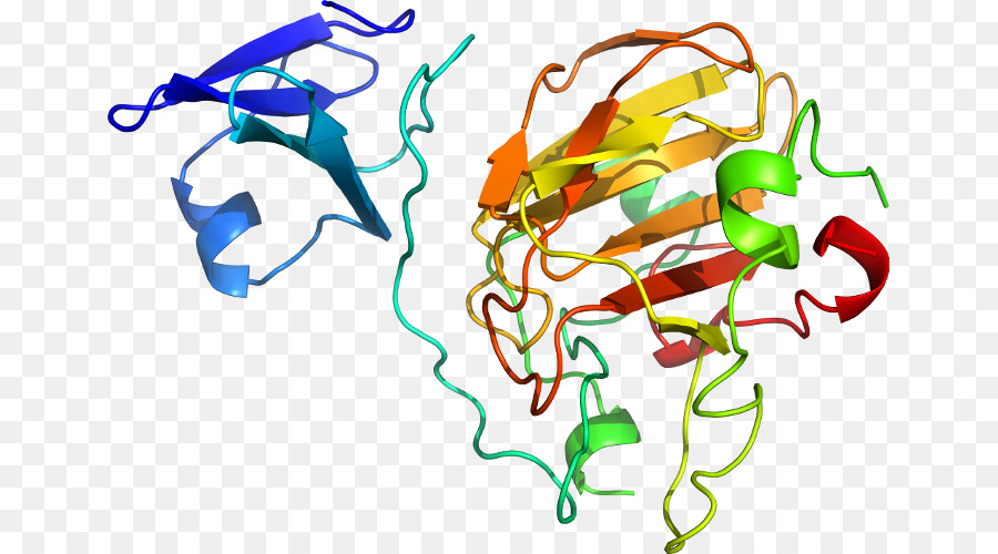 Structure Des Protéines，Molécule PNG