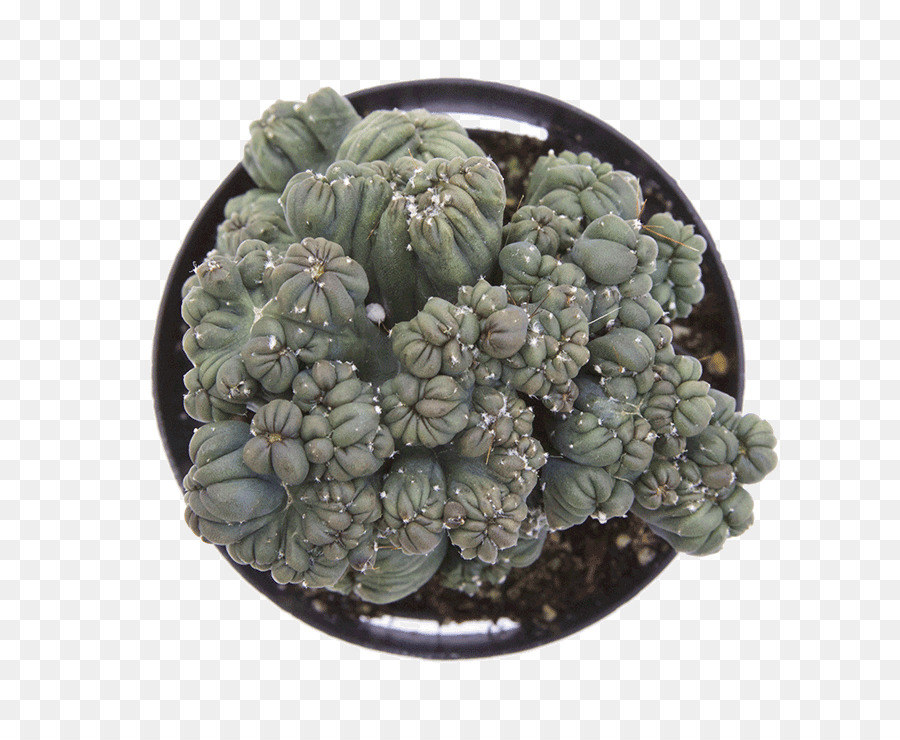 Cereus Repandus，Cactaceae PNG