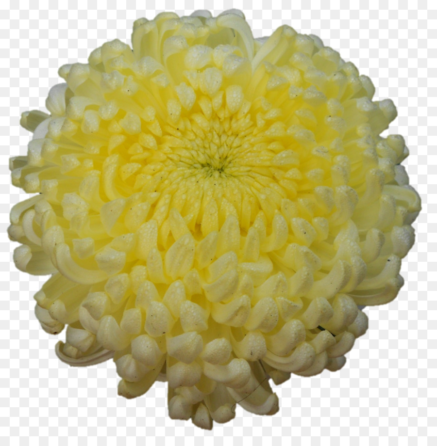 Fleur，Jaune PNG