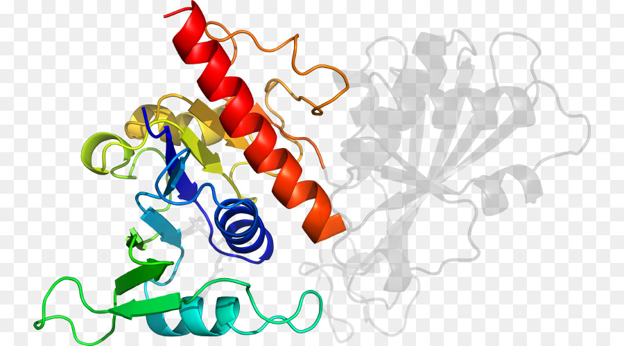 Hélice Protéique，Molécule PNG