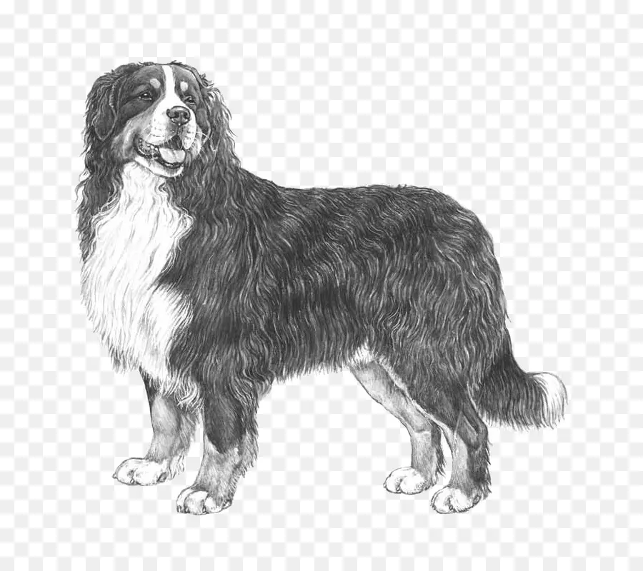 Chien，Animal De Compagnie PNG