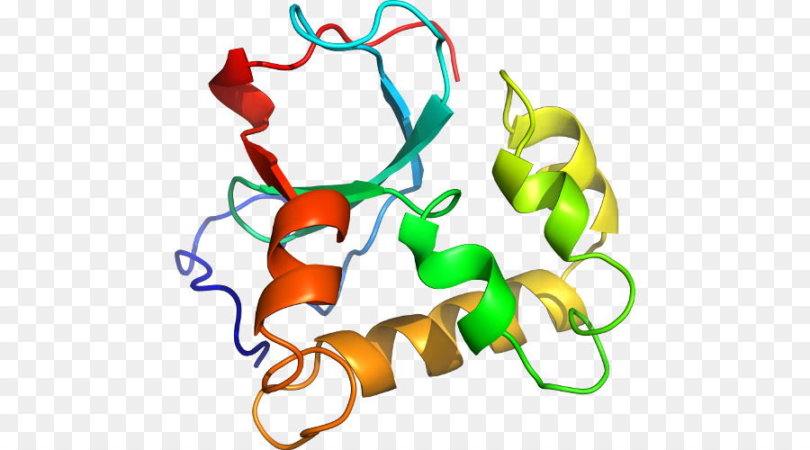 Structure Des Protéines，Molécule PNG