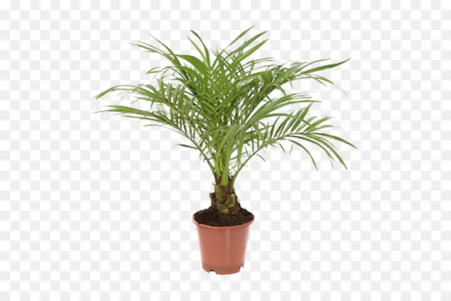 Plante Verte En Pot，Feuilles PNG