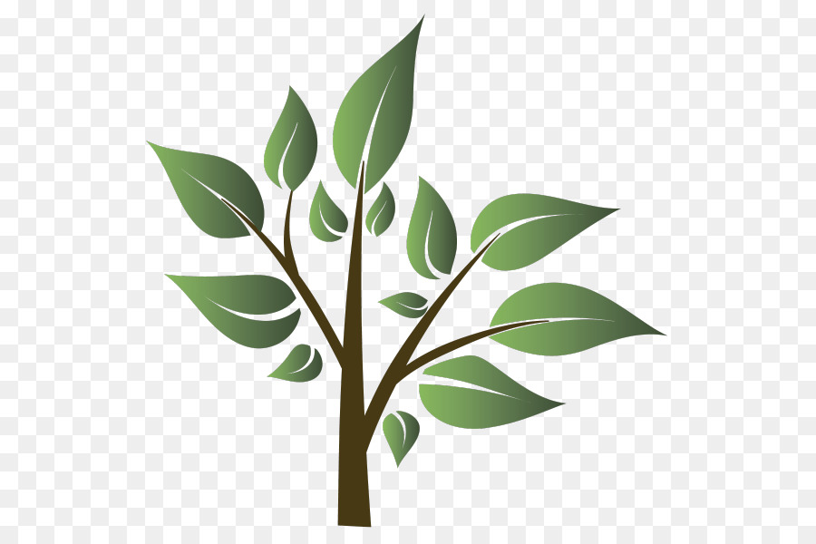 Arbre Vert，Feuilles PNG