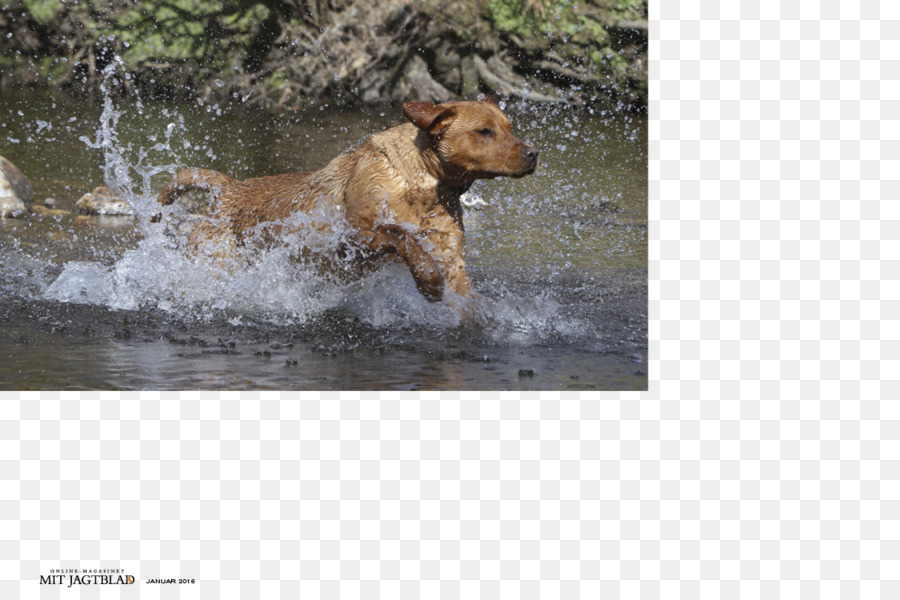 Race De Chien，Groupe De Sportifs PNG