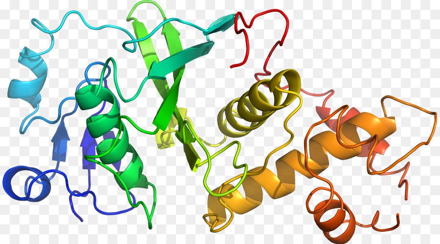 Structure Des Protéines，Molécule PNG