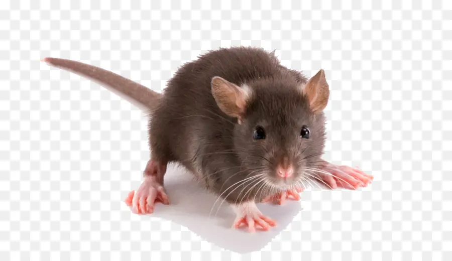 Rat Noir，Rongeur PNG