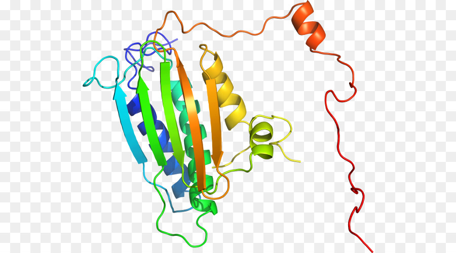 Structure Des Protéines，Biologie PNG