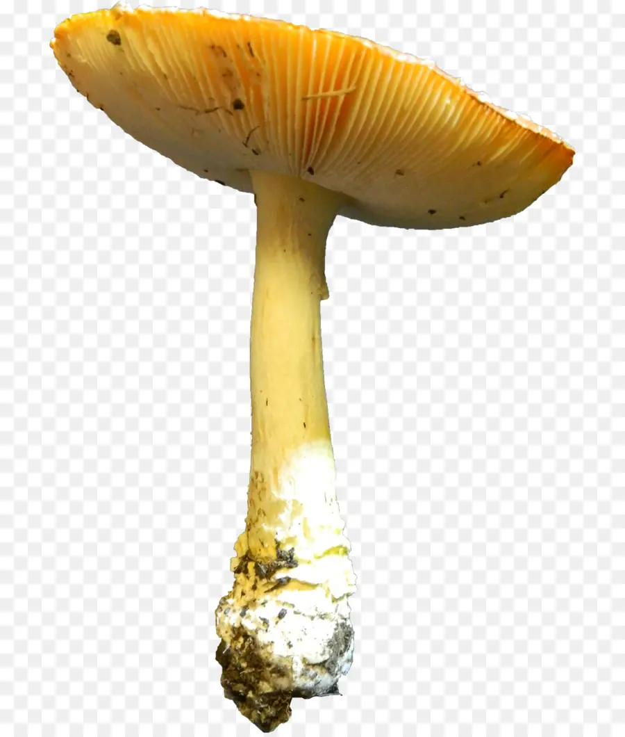 Champignon Comestible，Agaricaceae PNG