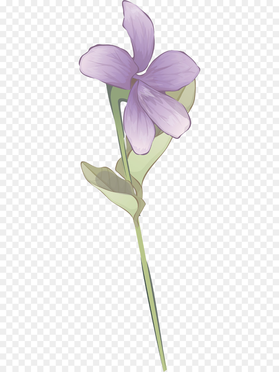 Iris Violet，Usine PNG