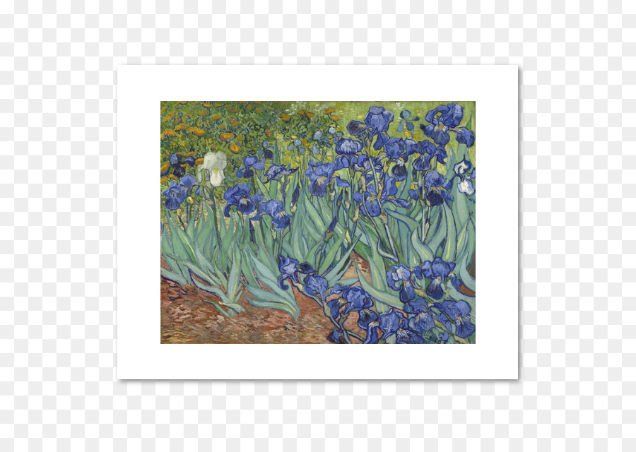 J Paul Getty Museum，Iris PNG