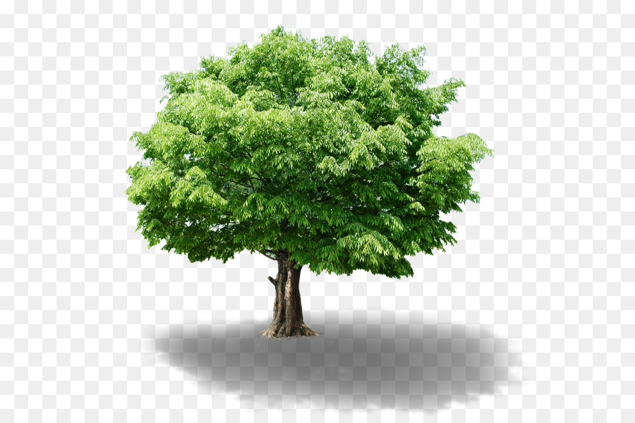 Arbre Vert，Nature PNG