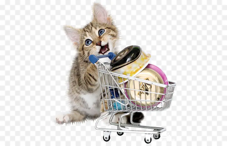 Chaton Avec Panier，Chaton PNG