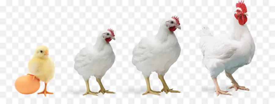 Coq，Poulet PNG