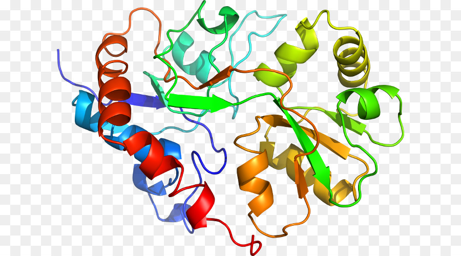 Structure Des Protéines，Molécule PNG