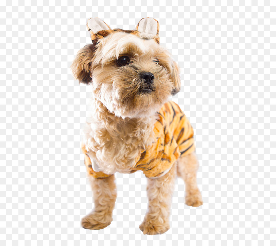 Morkie，Terrier De Cairn PNG