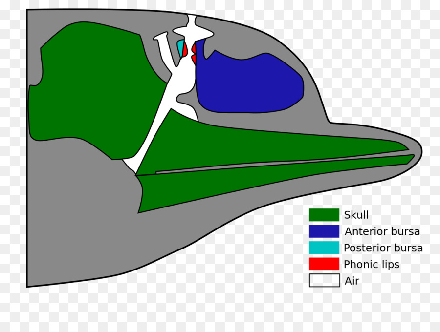 Commune De Dauphin，Baleine Vocalisation PNG