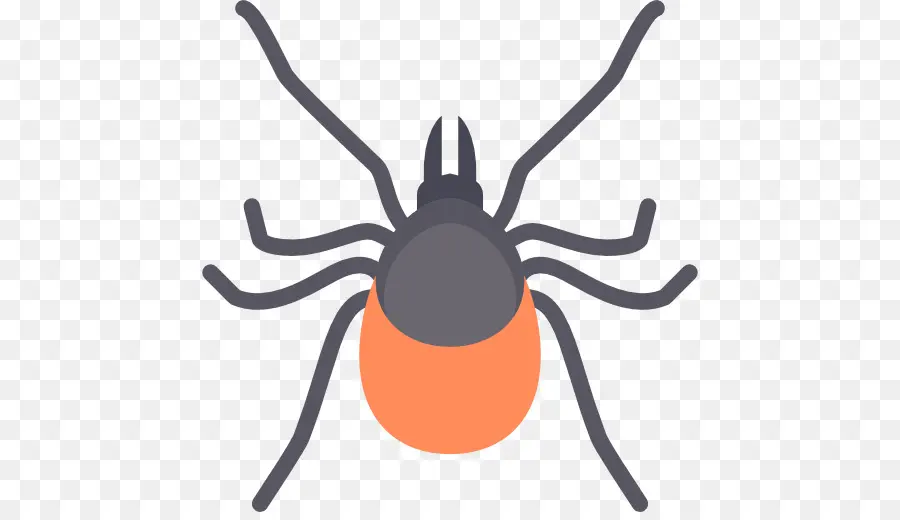 Cocher，Arachnide PNG