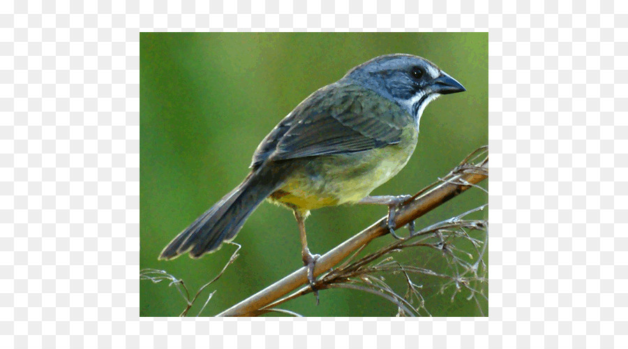 Finch，Moineau PNG