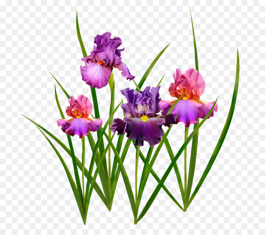 Fleurs，Floraison PNG