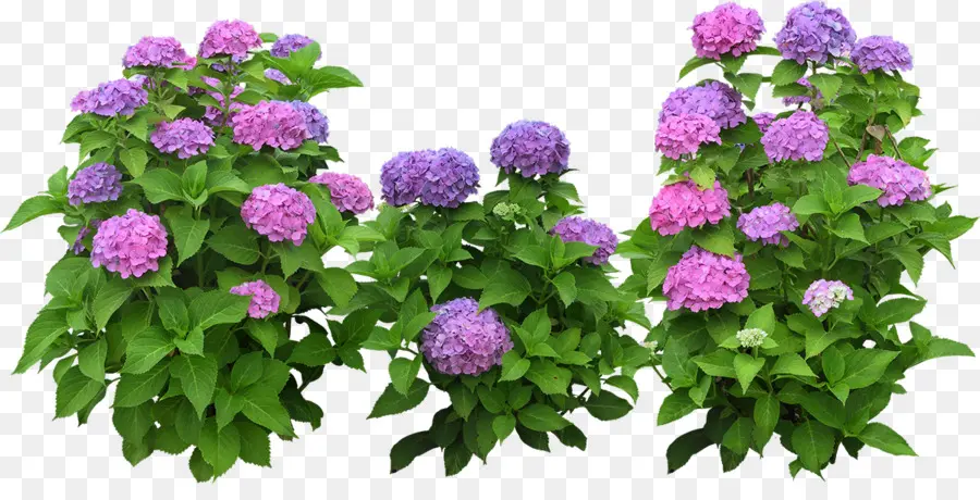 Hortensia，Violet PNG