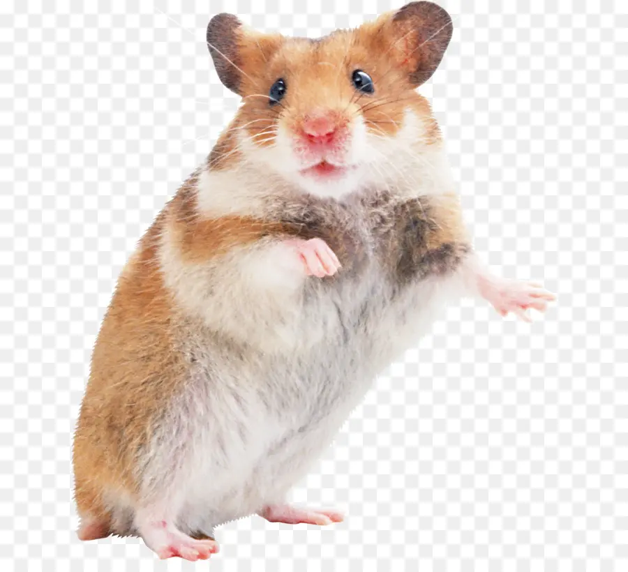 Hamster，Hamster Doré PNG