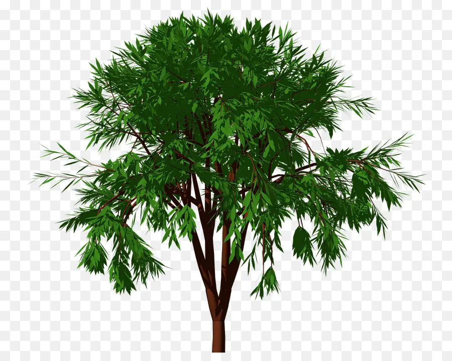 Arbre Vert，Usine PNG