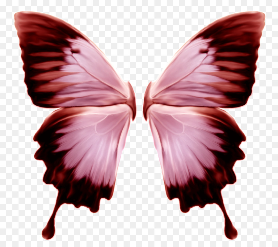 Papillon，Ailes PNG