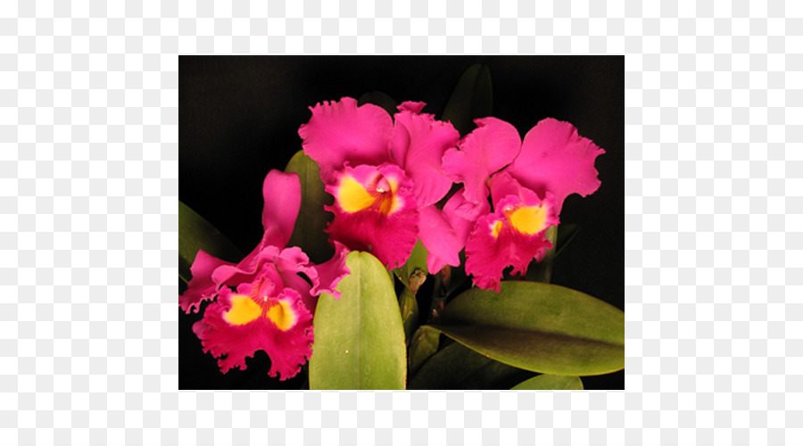 Noël Orchidée，Cattleya Percivaliana PNG